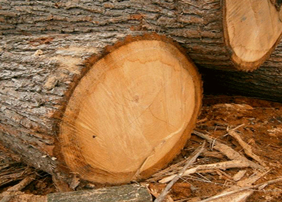 Maderas del Altiplano